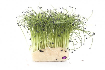 rock chive cress