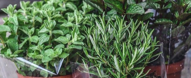 Αρωματικά,baby φύλλα,herbs,nature'sfresh,horeca,χονδρική