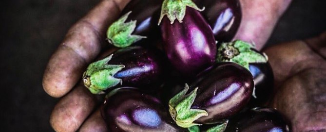 μελιτζάνα μίνι, baby eggplant