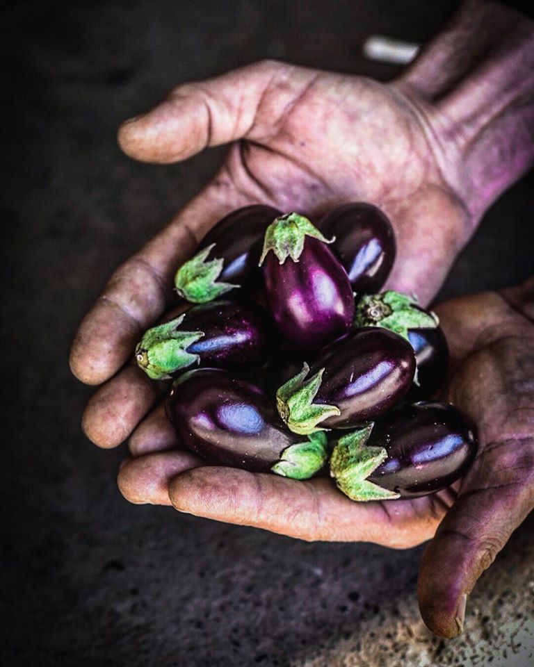 μελιτζάνα μίνι, baby eggplant