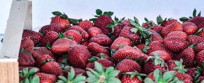 φράουλα,fraoula,strawberry,horeca,nature's fresh,χονδρική