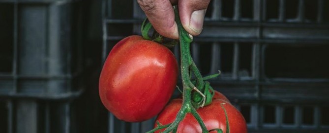 pomidori,nature's fresh,horeca,κομιντόρι